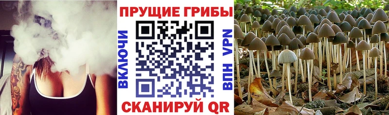 omg маркетплейс  Среднеколымск  Галлюциногенные грибы прущие грибы  где купить  
